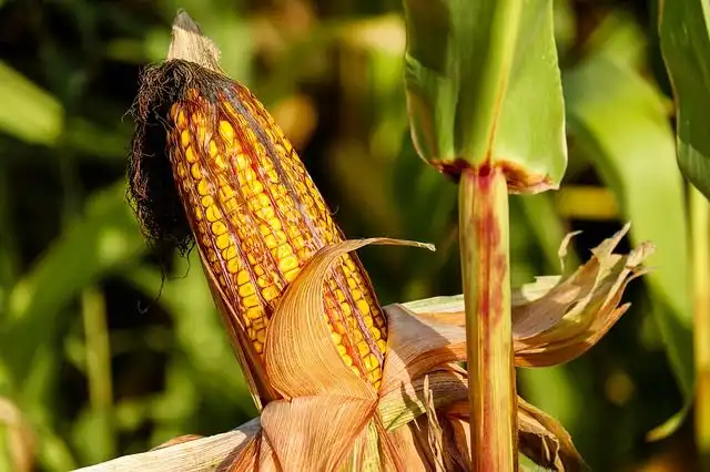 corn image