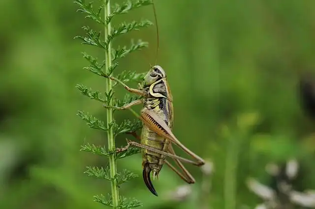 cricket image