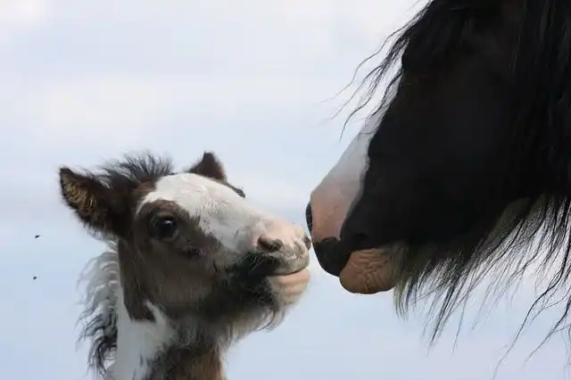 foal image