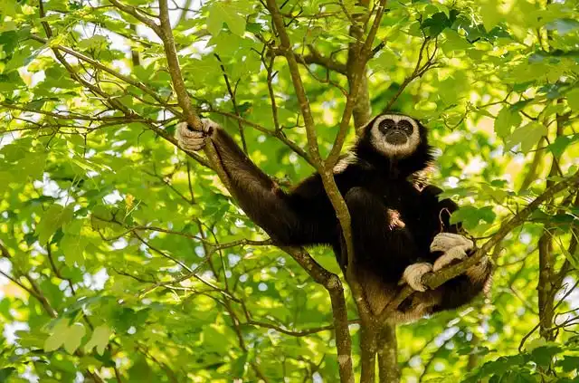 gibbon image