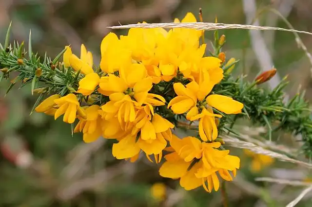 gorse image