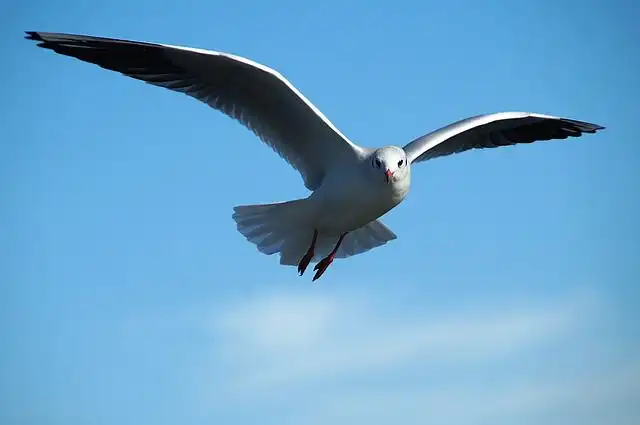 gull image