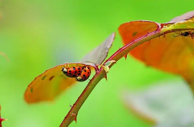 harlequin image