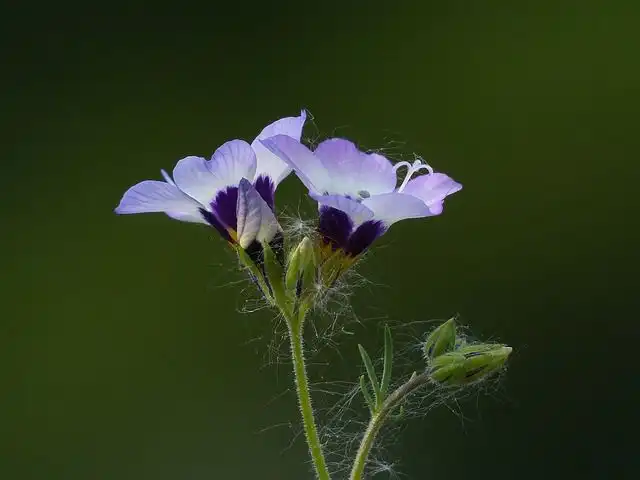 heather-bells image