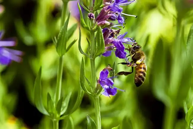 hyssop image