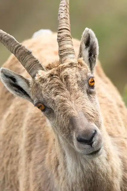 ibex image