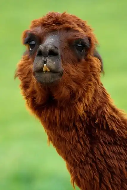 llama image