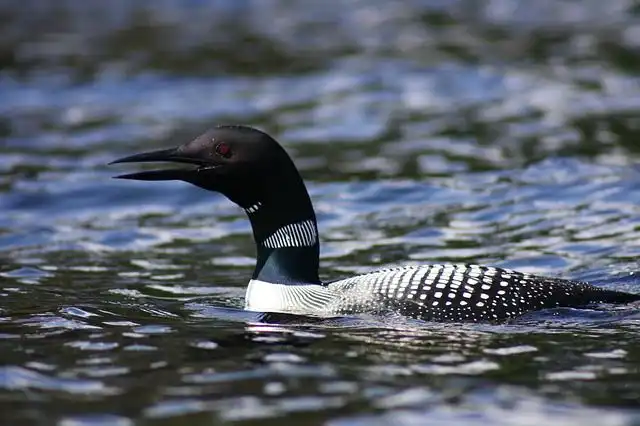 loon image