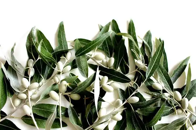 olive-branch image