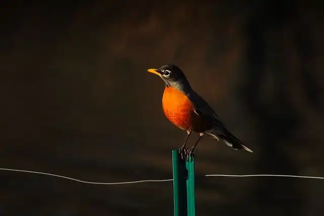 oriole image