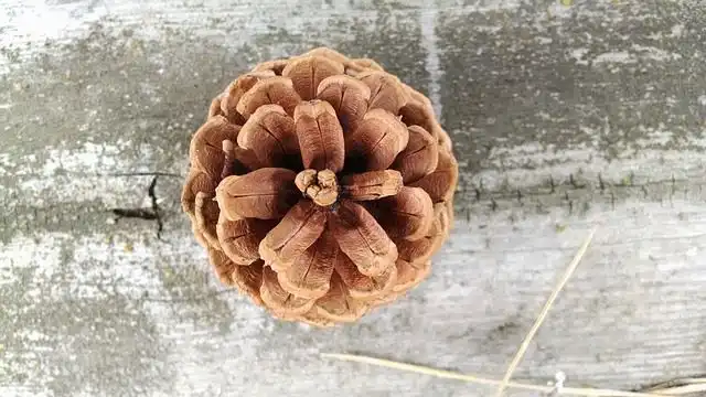 pine-cone image