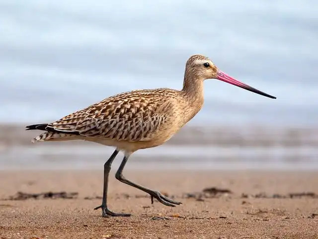 sandpiper image