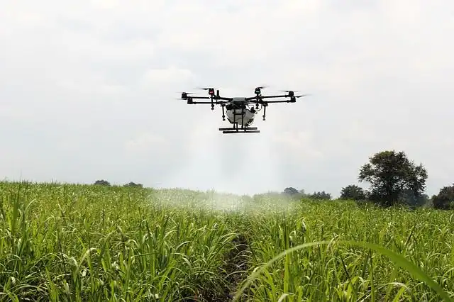 sugar-cane image