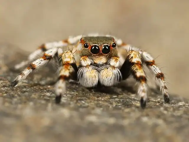 tarantula image