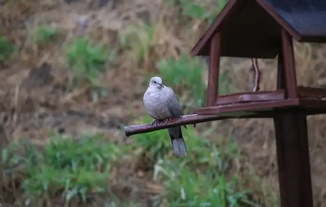 turtle-dove image